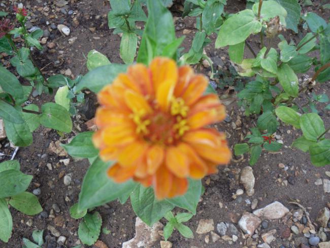 Name:  SDC10779 copy.jpg
Views: 695
Size:  61.4 KB