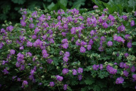 Name:  Geranium dalmaticum.JPG
Views: 2404
Size:  42.3 KB