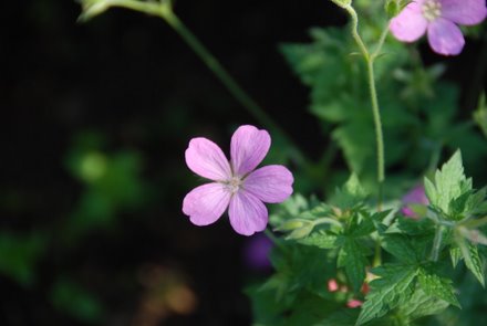 Name:  Geranium endressii cicek.JPG
Views: 1953
Size:  18.7 KB