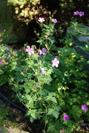 Name:  Geranium endressii.JPG
Views: 1925
Size:  41.7 KB