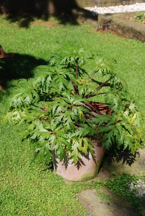 Name:  Geranium maderense.JPG
Views: 1876
Size:  45.9 KB