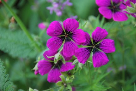 Name:  Geranium psilostemon cicek.JPG
Views: 3669
Size:  24.7 KB