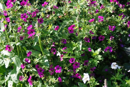 Name:  geranium psilostemon.JPG
Views: 2246
Size:  61.8 KB