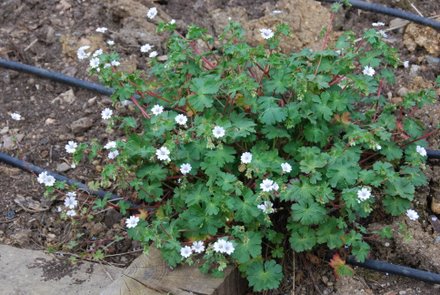 Name:  Geranium pyreniacum albiflorum.JPG
Views: 2071
Size:  49.1 KB