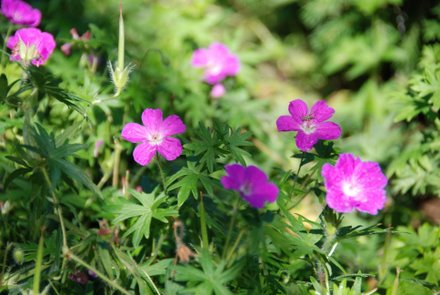 Name:  Geranium sanguinem 'Max Frei' cicek.JPG
Views: 2004
Size:  36.8 KB