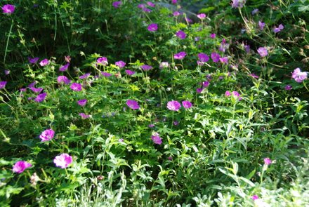 Name:  Geranium sanguinem 'Max Frei'.JPG
Views: 2047
Size:  59.1 KB
