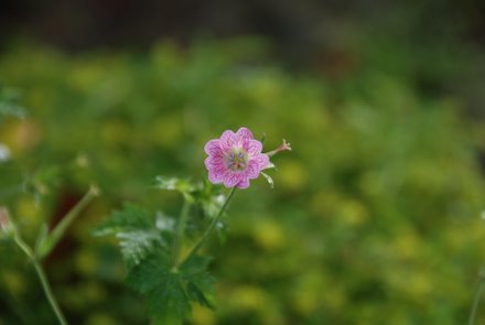 Name:  Geranium x oxonianum 'Hollywood' cicek (2).JPG
Views: 1874
Size:  14.8 KB