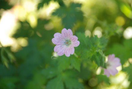 Name:  Geranium x oxonianum 'Hollywood' cicek.JPG
Views: 1921
Size:  18.2 KB