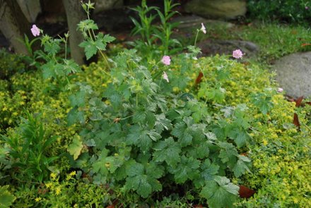 Name:  Geranium x oxonianum 'Hollywood'.JPG
Views: 2006
Size:  44.6 KB