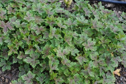 Name:  Geranium x oxonianum 'Katherine Adele'.JPG
Views: 2111
Size:  51.8 KB