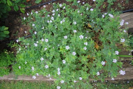 Name:  Geranium x oxonianum 'Katherine Adele' cicekli.JPG
Views: 2463
Size:  47.9 KB