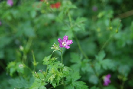 Name:  Geranium x oxonianum 'Southcombe Star' cicek.JPG
Views: 1982
Size:  20.5 KB