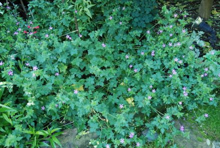 Name:  Geranium x oxonianum 'Southcome Star'.JPG
Views: 1938
Size:  54.8 KB