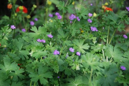 Name:  Geranium yerli.JPG
Views: 1833
Size:  35.4 KB