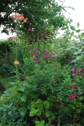 Name:  Salvia greggii 'Dark Dancer'.JPG
Views: 1858
Size:  46.7 KB