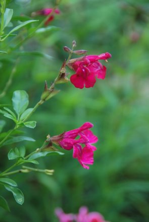 Name:  Salvia greggii 'Dark Dancer' cicek.JPG
Views: 1842
Size:  19.6 KB