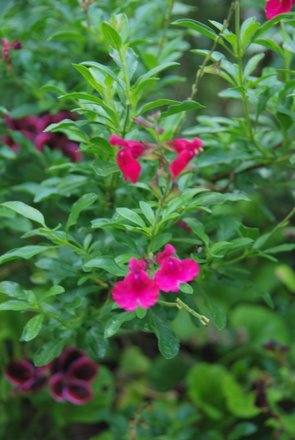 Name:  Salvia greggii 'dark Dancer' cicek II.JPG
Views: 1821
Size:  30.8 KB
