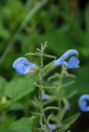 Name:  Salvia patens 'Cambridge Blue'.JPG
Views: 1964
Size:  19.2 KB