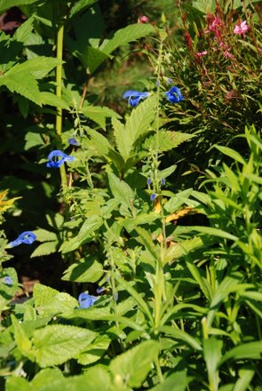 Name:  Salvia patens 'Royal Blue'.JPG
Views: 1917
Size:  49.2 KB