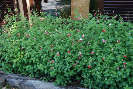 Name:  Salvia microphylla 'Hot Lips'.JPG
Views: 2332
Size:  49.6 KB