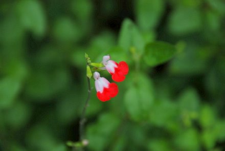 Name:  Salvia microphylla 'Hot Lips' cicek.JPG
Views: 2605
Size:  14.7 KB