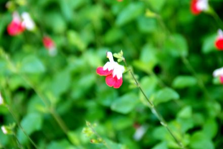 Name:  Salvia microphylla 'Hot Lips' cicek 2.JPG
Views: 2174
Size:  22.4 KB