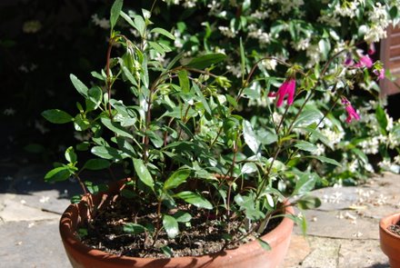 Name:  Salvia buchananii.JPG
Views: 1878
Size:  46.6 KB