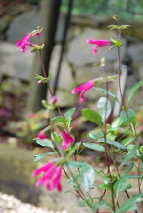 Name:  Salvia buchananii cicek.JPG
Views: 1876
Size:  26.8 KB