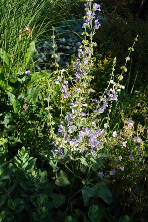 Name:  Salvia barrelierii.JPG
Views: 2085
Size:  51.7 KB