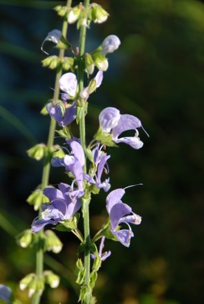 Name:  Salvia barrelierii cicek.JPG
Views: 1992
Size:  24.1 KB