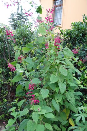 Name:  Salvia karvinskii.JPG
Views: 1907
Size:  49.5 KB