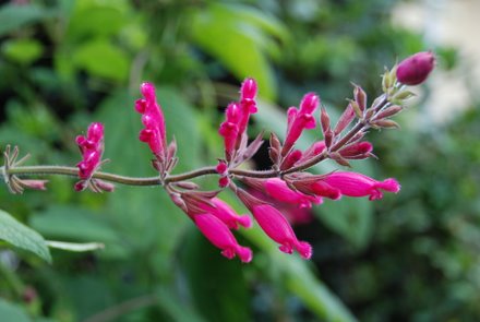 Name:  Salvia karvinskii cicek.JPG
Views: 1980
Size:  25.5 KB