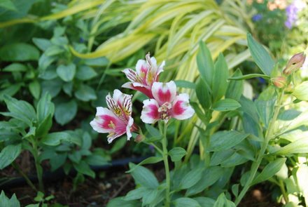 Name:  Alstroemeria 'Dandy Candy'.JPG
Views: 1937
Size:  33.6 KB
