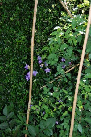 Name:  Campanula ssp.JPG
Views: 1773
Size:  48.2 KB