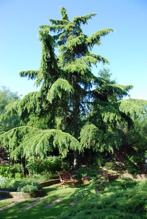 Name:  Cedrus deodora 'Aurea'.JPG
Views: 2901
Size:  44.3 KB