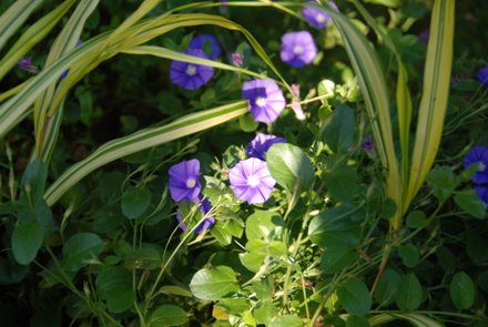 Name:  Convulvulus sabatius yakin plan.JPG
Views: 1770
Size:  36.5 KB
