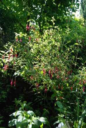 Name:  Fuschia riccartonii.JPG
Views: 1785
Size:  55.3 KB