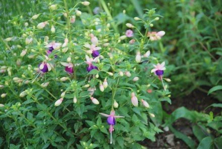 Name:  Fuschia ssp.JPG
Views: 1741
Size:  38.8 KB