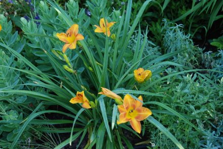 Name:  Hemerocallis bodur.JPG
Views: 1886
Size:  44.6 KB