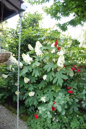 Name:  Hydrangea quercifolia .JPG
Views: 1762
Size:  51.6 KB