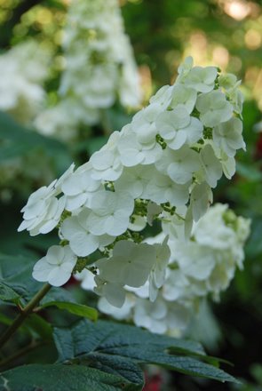 Name:  Hydrangea quercifolia cicek.JPG
Views: 1818
Size:  26.2 KB