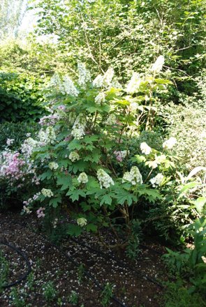 Name:  Hydrangea quercifolia II.JPG
Views: 1809
Size:  58.8 KB
