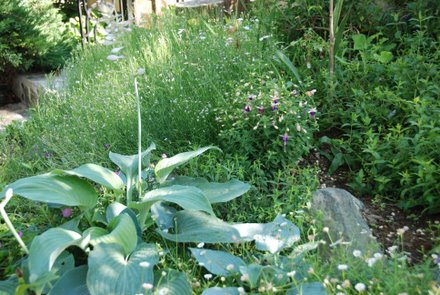 Name:  Hosta ssp.JPG
Views: 1813
Size:  50.4 KB