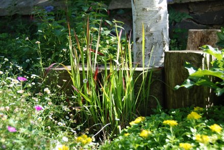 Name:  Imperata cylindrica.JPG
Views: 1827
Size:  51.2 KB