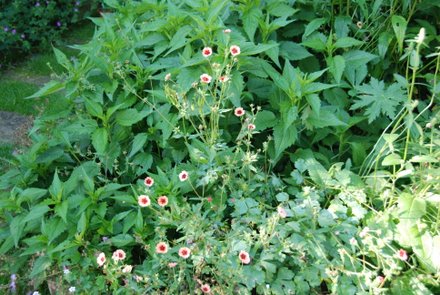 Name:  Potentilla ssp.JPG
Views: 1908
Size:  51.5 KB