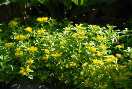 Name:  Sedum ellecombianum.JPG
Views: 1929
Size:  45.5 KB