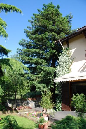 Name:  Sequoia sempervirens.JPG
Views: 1766
Size:  46.8 KB