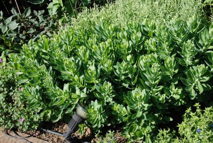 Name:  Sedum spectabile 'Autumn Joy'.JPG
Views: 2130
Size:  62.5 KB