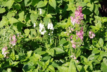 Name:  Verbascum phoeniceum.JPG
Views: 1907
Size:  53.3 KB