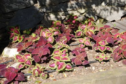 Name:  Solenostemon scutellarioides .JPG
Views: 2339
Size:  49.4 KB